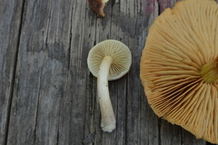Gymnopilus