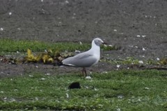 Chroicocephalus cirrocephalus