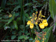 Calceolaria crenata