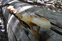 Gymnopilus