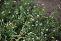 Heliotropium curassavicum