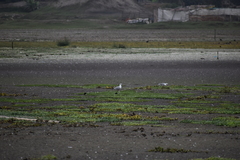 Chroicocephalus cirrocephalus