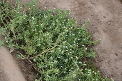 Heliotropium curassavicum