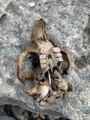 Castoridae