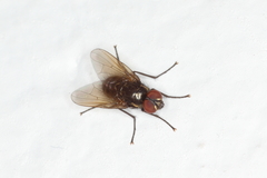 Muscidae
