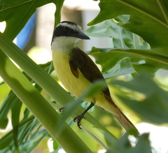 Pitangus sulphuratus