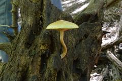 Gymnopilus