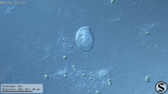 Chilodonella