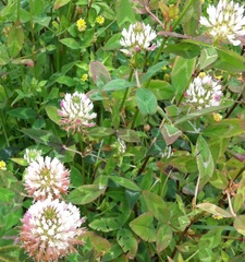 Trifolium vesiculosum