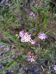 Stevia satureiifolia