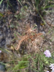 Stevia satureiifolia