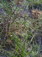 Stevia satureiifolia