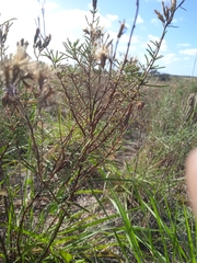 Stevia satureiifolia