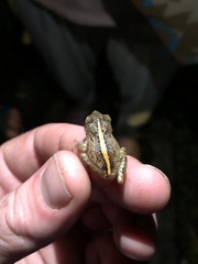 Pristimantis tungurahua