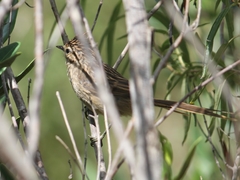 Leptasthenura striolata