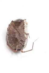 Ischioscia variegata