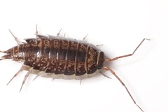 Ischioscia variegata