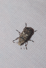 Euparius