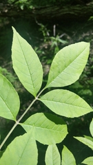 Fraxinus profunda