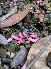 Thibaudia floribunda