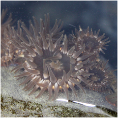 Anthopleura mariae