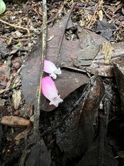 Thibaudia floribunda