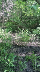Fraxinus profunda