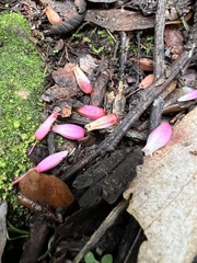 Thibaudia floribunda