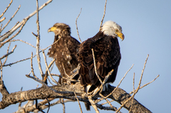 Haliaeetus leucocephalus