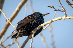 Sturnus vulgaris