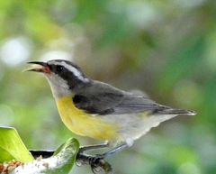 Coereba flaveola