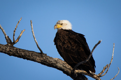 Haliaeetus leucocephalus