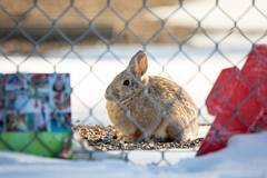 Sylvilagus nuttallii