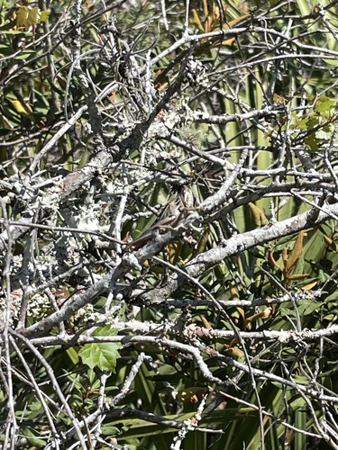 Schistocerca americana image