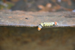 Neophaenis respondens