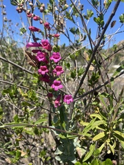 Penstemon × parishii