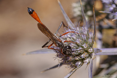 Ammophila heydeni