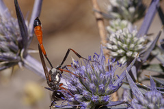 Ammophila heydeni