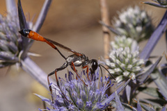 Ammophila heydeni