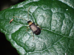 Trichobalya melanocephala