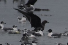 Aves