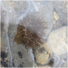 Anthopleura mariae