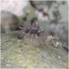 Anthopleura mariae
