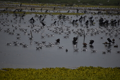 Aves