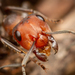 蟻屬 - Photo 由 Jason Headley 所上傳的 (c) Jason Headley，保留部份權利CC BY-NC