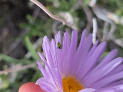 Macrotylus amoenus