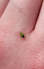 Macrotylus amoenus