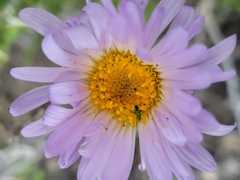 Macrotylus amoenus