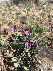 Viola trinervata