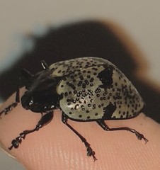 Cypherotylus adrianae
